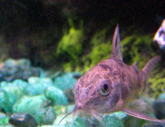freshwater fish - corydoras paleatus - peppered cory cat stocking in 10 gallons tank - Peppered Corydora Catfish freshwater fish - corydoras paleatus - peppered cory cat stocking in 10 gallons tank - Peppered Corydora Catfish