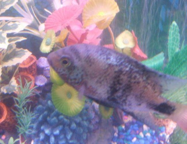 freshwater fish - cleithracara maronii - keyhole cichlid stocking in 30 gallons tank - pic freshwater fish - cleithracara maronii - keyhole cichlid stocking in 30 gallons tank - pic