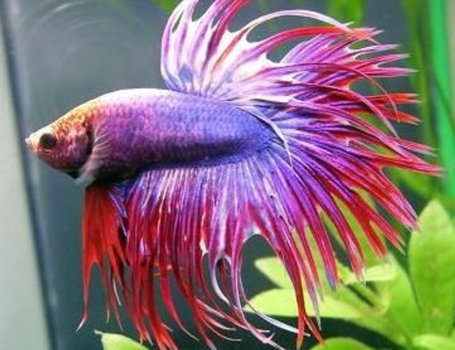 freshwater fish - betta splendens - crown tail betta stocking in 30 gallons tank - pic freshwater fish - betta splendens - crown tail betta stocking in 30 gallons tank - pic