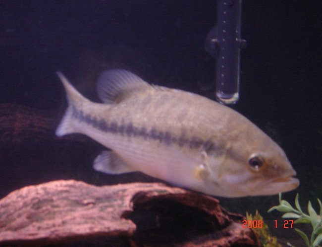 freshwater fish - micropterus salmoides - largemouth bass - largemouth bass
-micropterus salmoides freshwater fish - micropterus salmoides - largemouth bass - largemouth bass
-micropterus salmoides
