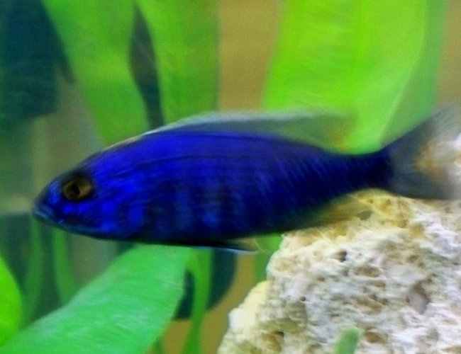 freshwater fish - sciaenochromis fryeri - electric blue hap stocking in 29 gallons tank - lightning blue hap. freshwater fish - sciaenochromis fryeri - electric blue hap stocking in 29 gallons tank - lightning blue hap.
