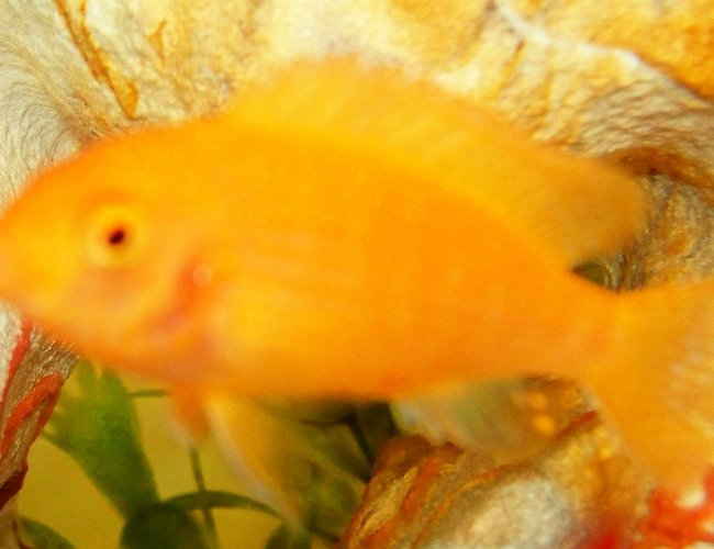 freshwater fish - pseudotropheus estherae - red zebra cichlid stocking in 29 gallons tank - zebra yellow freshwater fish - pseudotropheus estherae - red zebra cichlid stocking in 29 gallons tank - zebra yellow