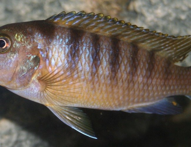 freshwater fish - metriaclima lombardoi - kenyi cichlid stocking in 29 gallons tank - Don't really know the name of many of my fish I would appriciate help freshwater fish - metriaclima lombardoi - kenyi cichlid stocking in 29 gallons tank - Don't really know the name of many of my fish I would appriciate help