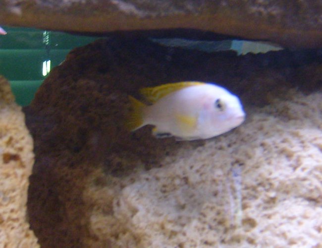 freshwater fish - labidochromis sp. perlmutt - perlmutt cichlid - Labidochromis Perlmutt freshwater fish - labidochromis sp. perlmutt - perlmutt cichlid - Labidochromis Perlmutt