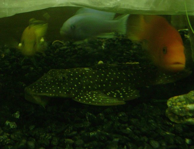 freshwater fish - parancistrus sp. - peppermint plecostomus (l-31) stocking in 120 gallons tank - pleco and africans freshwater fish - parancistrus sp. - peppermint plecostomus (l-31) stocking in 120 gallons tank - pleco and africans