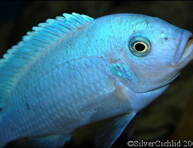 freshwater fish - maylandia callainos - blue cobalt cichlid stocking in 180 gallons tank - Male Maylandia callainos freshwater fish - maylandia callainos - blue cobalt cichlid stocking in 180 gallons tank - Male Maylandia callainos