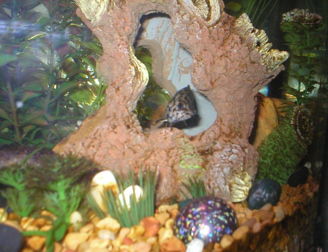 freshwater fish - ctenopoma acutirostre - leopard ctenopoma stocking in 29 gallons tank - One of my Leaf Fish freshwater fish - ctenopoma acutirostre - leopard ctenopoma stocking in 29 gallons tank - One of my Leaf Fish