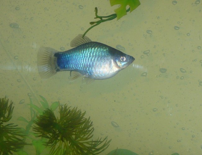 freshwater fish - xiphophorus maculatus - mickey mouse platys stocking in 55 gallons tank - mickey. think is a platy but could be wrong. first picture i could get where he wasn't completely blurry. freshwater fish - xiphophorus maculatus - mickey mouse platys stocking in 55 gallons tank - mickey. think is a platy but could be wrong. first picture i could get where he wasn't completely blurry.