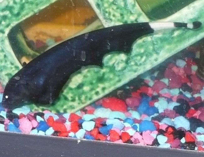 freshwater fish - apteronotus albifrons - black ghost knifefish stocking in 55 gallons tank - black ghost knife now 5 inches long freshwater fish - apteronotus albifrons - black ghost knifefish stocking in 55 gallons tank - black ghost knife now 5 inches long