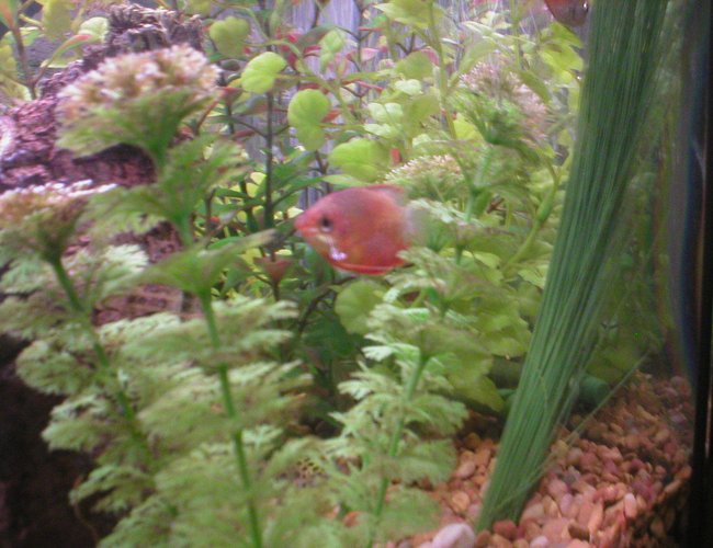 freshwater fish - colisa chuna - honey dwarf gourami stocking in 29 gallons tank - Honey Sunset Gourami freshwater fish - colisa chuna - honey dwarf gourami stocking in 29 gallons tank - Honey Sunset Gourami