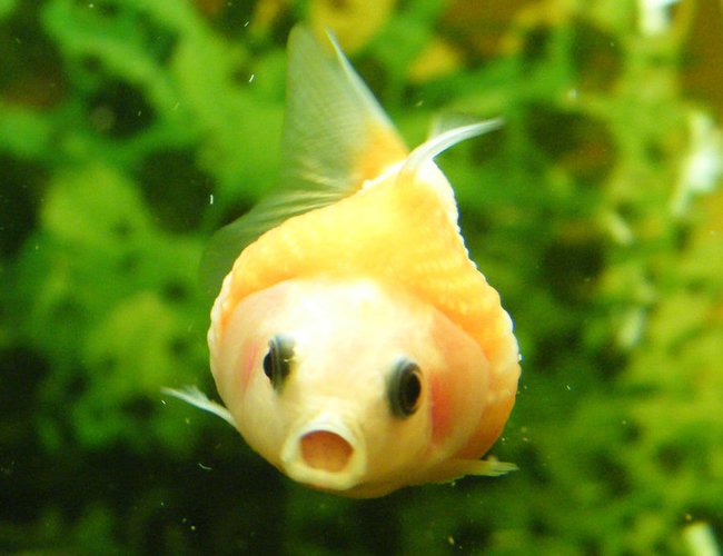 freshwater fish - carassius auratus - goldfish stocking in 32 gallons tank - Mini Gold Fish freshwater fish - carassius auratus - goldfish stocking in 32 gallons tank - Mini Gold Fish