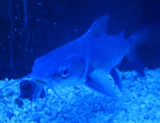 freshwater fish - arius jordani - columbian shark stocking in 55 gallons tank - Ever seen Jaws?
2 Hexanematichthys seemanni -columbine catfish, silvertip cat
they went from fresh to salt in just 6 mos freshwater fish - arius jordani - columbian shark stocking in 55 gallons tank - Ever seen Jaws?
2 Hexanematichthys seemanni -columbine catfish, silvertip cat
they went from fresh to salt in just 6 mos