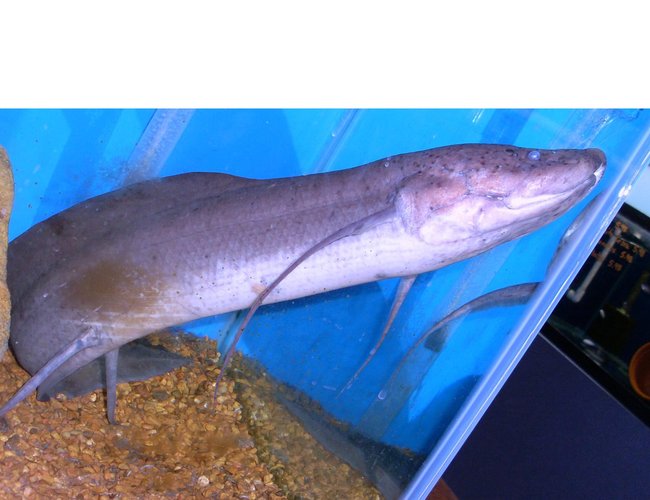 freshwater fish - protopterus annectens annectens - lungfish stocking in 110 gallons tank - Lung Fish freshwater fish - protopterus annectens annectens - lungfish stocking in 110 gallons tank - Lung Fish
