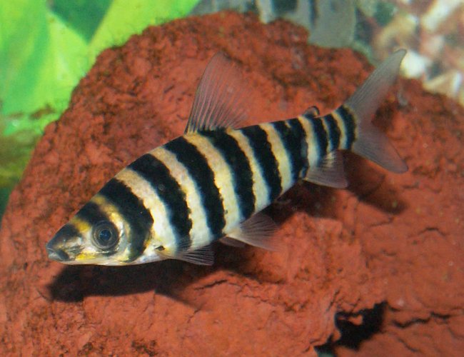 freshwater fish - leporinus fasciatus - banded leporinus stocking in 110 gallons tank - Banded Leporinus Headstander freshwater fish - leporinus fasciatus - banded leporinus stocking in 110 gallons tank - Banded Leporinus Headstander