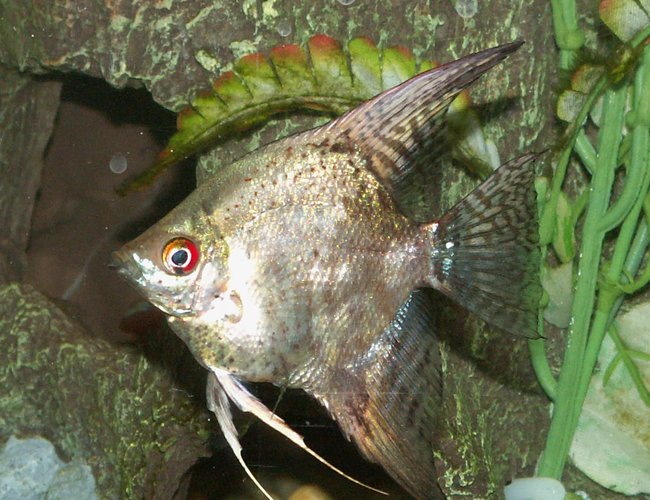 freshwater fish - pterophyllum sp. - gold veil angel stocking in 110 gallons tank - Angelfish freshwater fish - pterophyllum sp. - gold veil angel stocking in 110 gallons tank - Angelfish