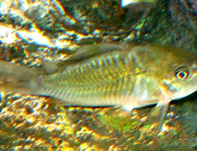 freshwater fish - brochis splendens - emerald green cory cat stocking in 110 gallons tank - Emerald Cory freshwater fish - brochis splendens - emerald green cory cat stocking in 110 gallons tank - Emerald Cory