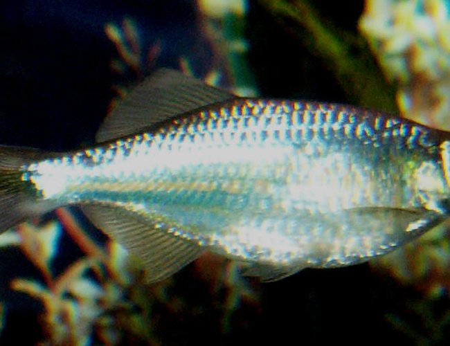freshwater fish - danio aequipinnatus - giant danio stocking in 110 gallons tank - Giant Danio freshwater fish - danio aequipinnatus - giant danio stocking in 110 gallons tank - Giant Danio