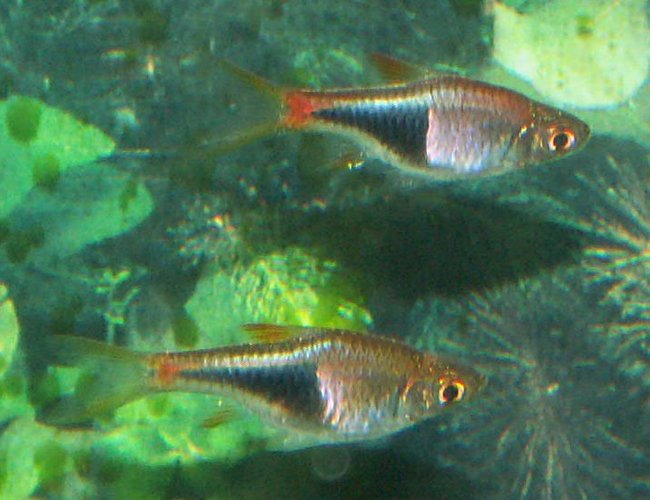 freshwater fish - rasbora heteromorpha - golden harlequin rasbora stocking in 110 gallons tank - Harlequin Rasboras freshwater fish - rasbora heteromorpha - golden harlequin rasbora stocking in 110 gallons tank - Harlequin Rasboras
