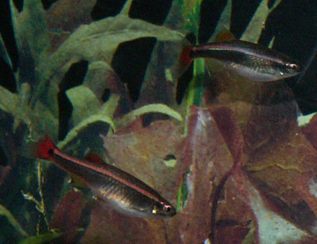freshwater fish - tanichthys albonubes - long fin white cloud stocking in 110 gallons tank - White Clouds freshwater fish - tanichthys albonubes - long fin white cloud stocking in 110 gallons tank - White Clouds