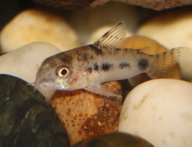 freshwater fish - corydoras pygmaeus - pygmy cory cat stocking in 10 gallons tank - Pygmy Cory Cat freshwater fish - corydoras pygmaeus - pygmy cory cat stocking in 10 gallons tank - Pygmy Cory Cat