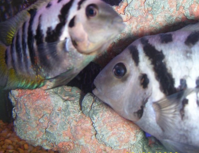 freshwater fish - archocentrus nigrofasciatus - black convict cichlid stocking in 55 gallons tank - maw and paw convicts, they were orphans that were brought to me ,,in a 1 lb bag with 3 other fish, paw had popeye , fungus and god now what else but , i spoiled them back to health,,, thank god for the internet!!!!!!!!!!!!!!!!!!!!! freshwater fish - archocentrus nigrofasciatus - black convict cichlid stocking in 55 gallons tank - maw and paw convicts, they were orphans that were brought to me ,,in a 1 lb bag with 3 other fish, paw had popeye , fungus and god now what else but , i spoiled them back to health,,, thank god for the internet!!!!!!!!!!!!!!!!!!!!!