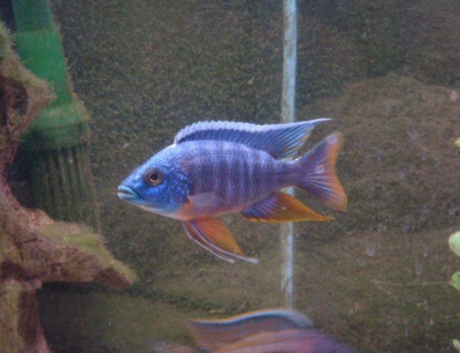 freshwater fish - aulonocara hansbaenschi - red peacock cichlid stocking in 125 gallons tank - blue peacock freshwater fish - aulonocara hansbaenschi - red peacock cichlid stocking in 125 gallons tank - blue peacock