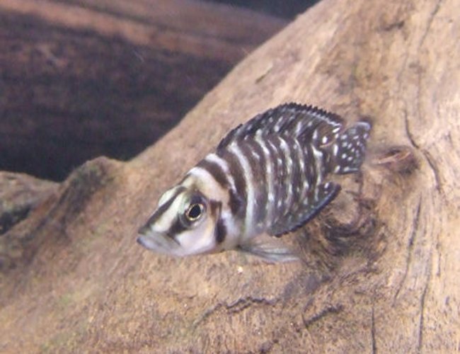 freshwater fish - altolamprologus calvus - calvus stocking in 55 gallons tank - Juvenile Altolamprologus Calvus "Black" freshwater fish - altolamprologus calvus - calvus stocking in 55 gallons tank - Juvenile Altolamprologus Calvus "Black"