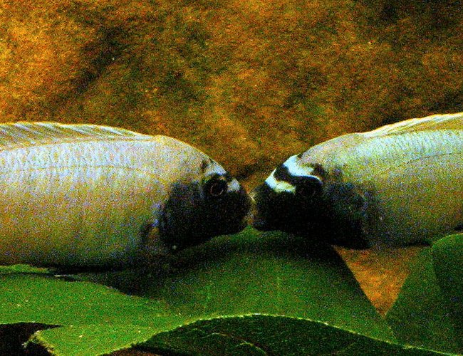 freshwater fish - pseudotropheus polit - polit cichlid stocking in 29 gallons tank - fighting Pseudotropheus polits freshwater fish - pseudotropheus polit - polit cichlid stocking in 29 gallons tank - fighting Pseudotropheus polits