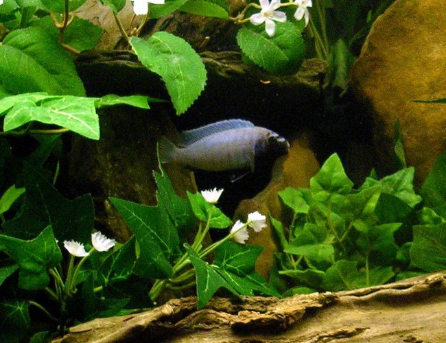 freshwater fish - pseudotropheus polit - polit cichlid stocking in 29 gallons tank - Male Polit freshwater fish - pseudotropheus polit - polit cichlid stocking in 29 gallons tank - Male Polit