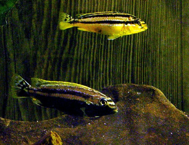 freshwater fish - melanochromis auratus - auratus cichlid stocking in 29 gallons tank - Melanochromis auratus
Top Female
Bottom Male freshwater fish - melanochromis auratus - auratus cichlid stocking in 29 gallons tank - Melanochromis auratus
Top Female
Bottom Male