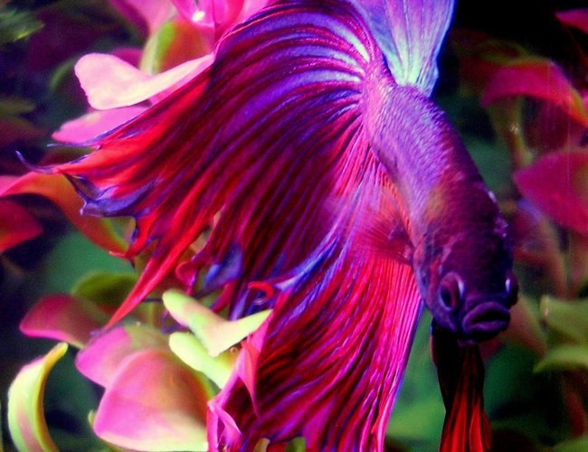 freshwater fish - betta splendens - crown tail betta stocking in 10 gallons tank - This is Finley, my beautiful 2.5" Crowntail Male Betta. He's very friendly and active. Little guy is always swimming and showing off.
Update: He unexpectedly died about 2 months after this picture was taken, looks like it might have been a tumor. He was great, and this pic reached #2 overall. He's famous. :) freshwater fish - betta splendens - crown tail betta stocking in 10 gallons tank - This is Finley, my beautiful 2.5" Crowntail Male Betta. He's very friendly and active. Little guy is always swimming and showing off.
Update: He unexpectedly died about 2 months after this picture was taken, looks like it might have been a tumor. He was great, and this pic reached #2 overall. He's famous. :)