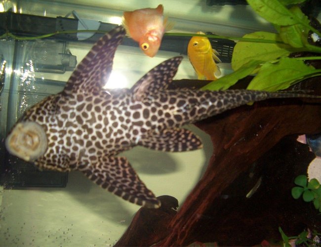 freshwater fish - hypostomus punctatus - trinidad pleco stocking in 45 gallons tank - Trinidad Pleco freshwater fish - hypostomus punctatus - trinidad pleco stocking in 45 gallons tank - Trinidad Pleco