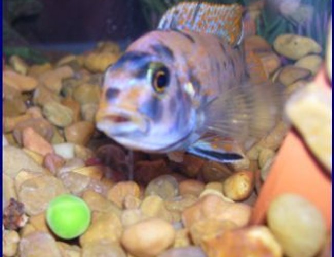 freshwater fish - labeotropheus fuelleborni - fuelleborni cichlid stocking in 55 gallons tank - I believe its a cory cat,, can someone help me, Id. this fish? They love frozen peas !!! freshwater fish - labeotropheus fuelleborni - fuelleborni cichlid stocking in 55 gallons tank - I believe its a cory cat,, can someone help me, Id. this fish? They love frozen peas !!!