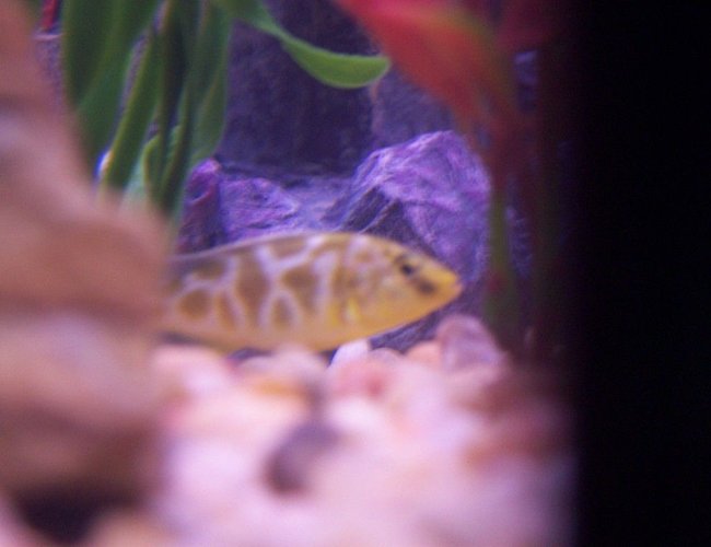 freshwater fish - nimbochromis venustus - venustus cichlid stocking in 46 gallons tank - Venustus cichlid in our 46G freshwater fish - nimbochromis venustus - venustus cichlid stocking in 46 gallons tank - Venustus cichlid in our 46G