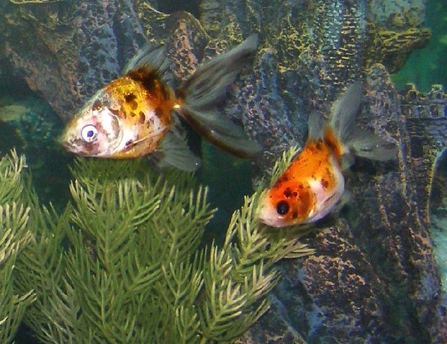 freshwater fish - carassius auratus - fantail goldfish stocking in 28 gallons tank - Calico Fantails (in formation) freshwater fish - carassius auratus - fantail goldfish stocking in 28 gallons tank - Calico Fantails (in formation)