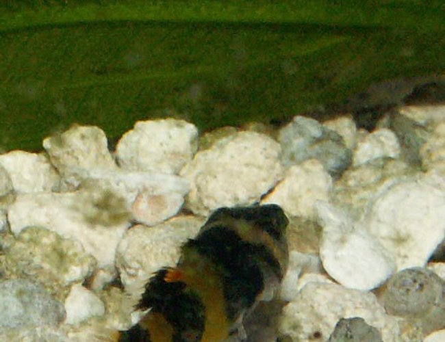 freshwater fish - brachygobius doriae - bumble bee goby stocking in 110 gallons tank - BumbleBee Goby freshwater fish - brachygobius doriae - bumble bee goby stocking in 110 gallons tank - BumbleBee Goby
