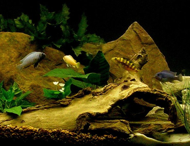freshwater fish - pseudotropheus crabro - bumblebee cichlid stocking in 29 gallons tank - African cichlids freshwater fish - pseudotropheus crabro - bumblebee cichlid stocking in 29 gallons tank - African cichlids