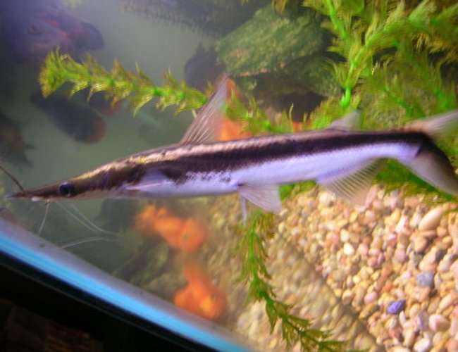 freshwater fish - sorubim lima - lima shovel-nosed cat stocking in 125 gallons tank - sorubim lima freshwater fish - sorubim lima - lima shovel-nosed cat stocking in 125 gallons tank - sorubim lima