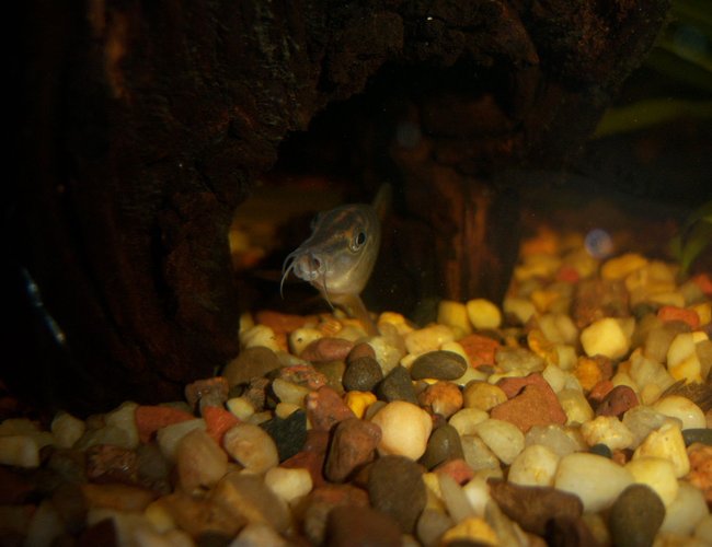 freshwater fish - botia hymenophysa - tiger botia loach stocking in 55 gallons tank - Tiger Loach yawning freshwater fish - botia hymenophysa - tiger botia loach stocking in 55 gallons tank - Tiger Loach yawning
