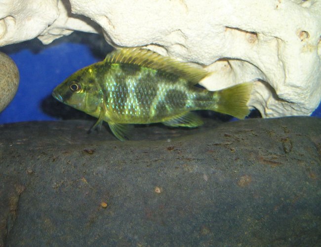 freshwater fish - nimbochromis venustus - venustus cichlid - Giraffe Cichlid freshwater fish - nimbochromis venustus - venustus cichlid - Giraffe Cichlid