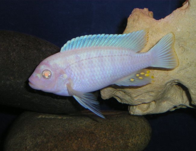 freshwater fish - pseudotropheus socolofi (albino) - albino socolofi - Albino cichlid freshwater fish - pseudotropheus socolofi (albino) - albino socolofi - Albino cichlid