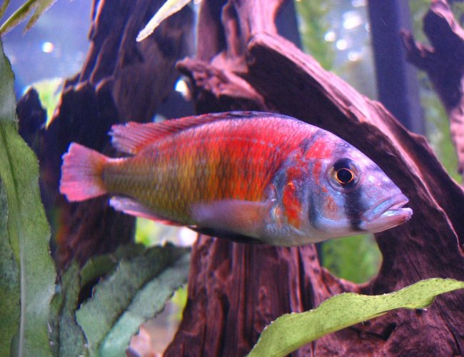 freshwater fish - pundamilia nyererei - nyererei hap stocking in 125 gallons tank - colorful & healthy freshwater fish - pundamilia nyererei - nyererei hap stocking in 125 gallons tank - colorful & healthy