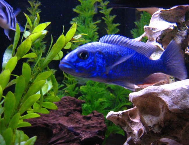 freshwater fish - sciaenochromis fryeri - electric blue hap stocking in 125 gallons tank - Beautiful Blue freshwater fish - sciaenochromis fryeri - electric blue hap stocking in 125 gallons tank - Beautiful Blue