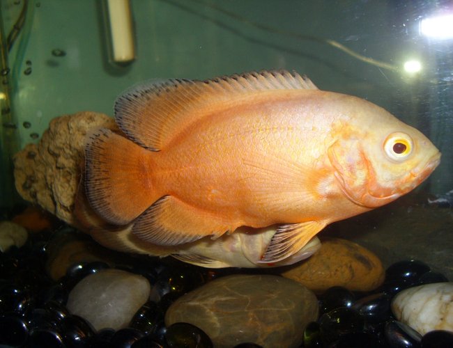 freshwater fish - astronotus ocellatus - albino oscar stocking in 30 gallons tank - Lemon Oscar named Citron. freshwater fish - astronotus ocellatus - albino oscar stocking in 30 gallons tank - Lemon Oscar named Citron.