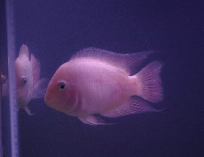 freshwater fish - archocentrus nigrofasciatus - pink convict cichlid stocking in 75 gallons tank - pink convict freshwater fish - archocentrus nigrofasciatus - pink convict cichlid stocking in 75 gallons tank - pink convict