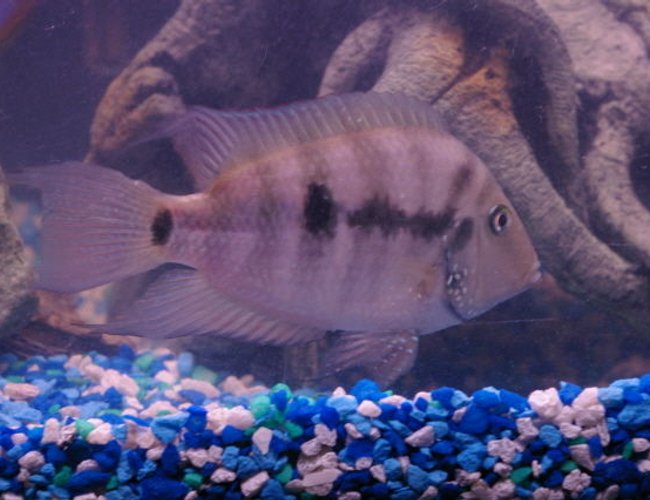 freshwater fish - archocentrus nigrofasciatus - black convict cichlid stocking in 75 gallons tank - Covnvict freshwater fish - archocentrus nigrofasciatus - black convict cichlid stocking in 75 gallons tank - Covnvict
