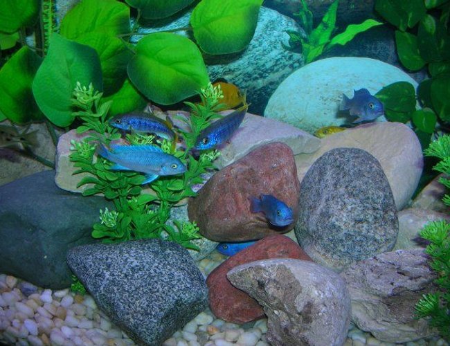freshwater fish - maylandia callainos - blue cobalt cichlid stocking in 46 gallons tank - Some of my African Cichlids freshwater fish - maylandia callainos - blue cobalt cichlid stocking in 46 gallons tank - Some of my African Cichlids