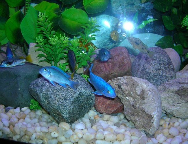 freshwater fish - maylandia callainos - blue cobalt cichlid stocking in 46 gallons tank - African Cichlids freshwater fish - maylandia callainos - blue cobalt cichlid stocking in 46 gallons tank - African Cichlids