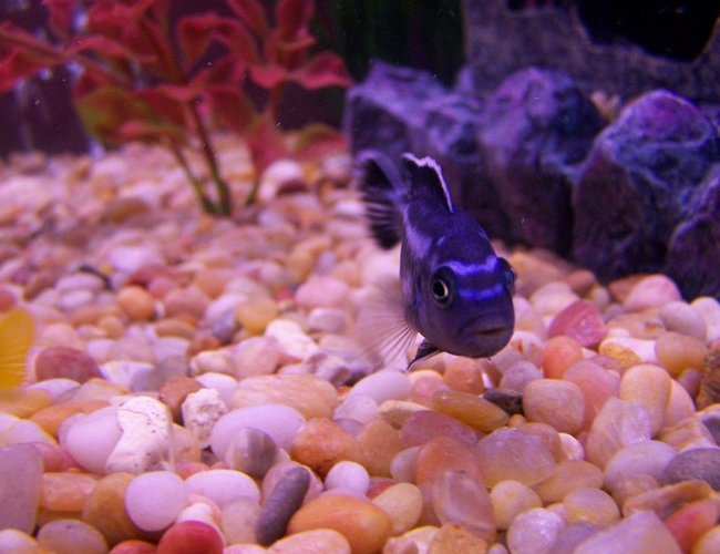 freshwater fish - melanochromis cyaneorhabdos - maingano cichlid stocking in 46 gallons tank - mangano cichlid freshwater fish - melanochromis cyaneorhabdos - maingano cichlid stocking in 46 gallons tank - mangano cichlid