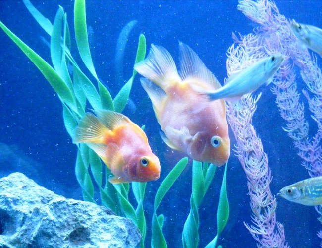 freshwater fish - heros severus x amphilophus citrinellum - blood parrot stocking in 55 gallons tank - My Parrots freshwater fish - heros severus x amphilophus citrinellum - blood parrot stocking in 55 gallons tank - My Parrots